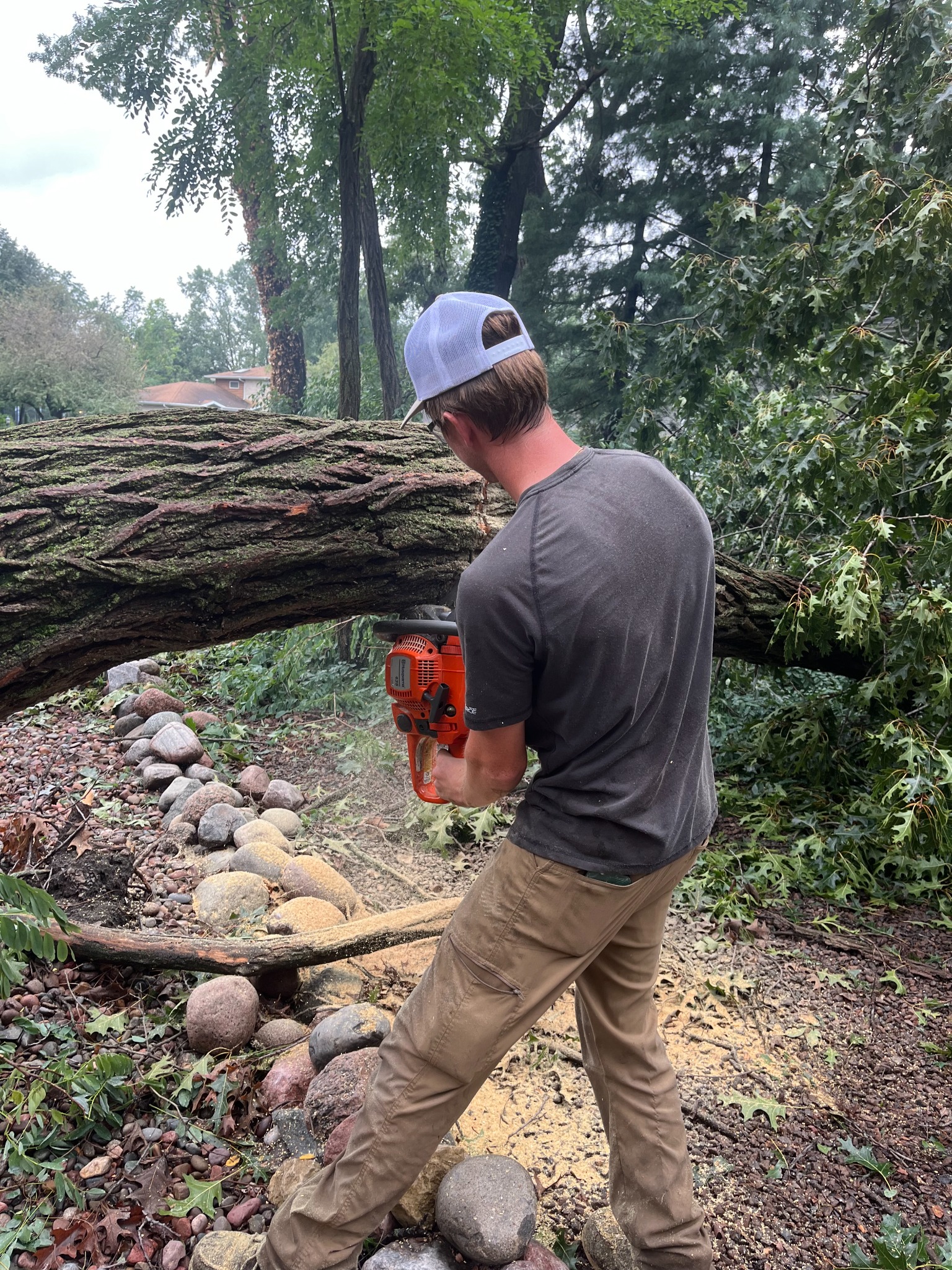 Tree removal project